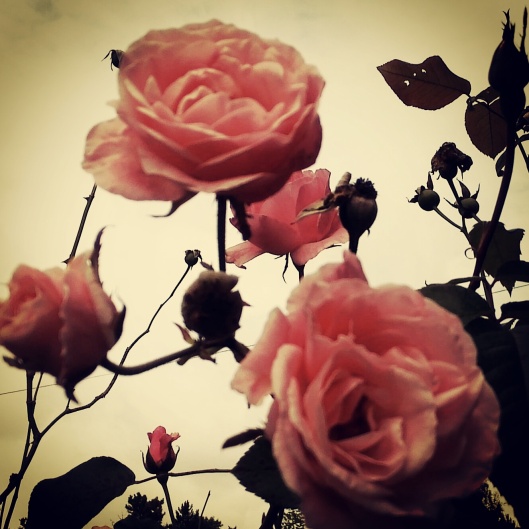 Roses from my mum's garden